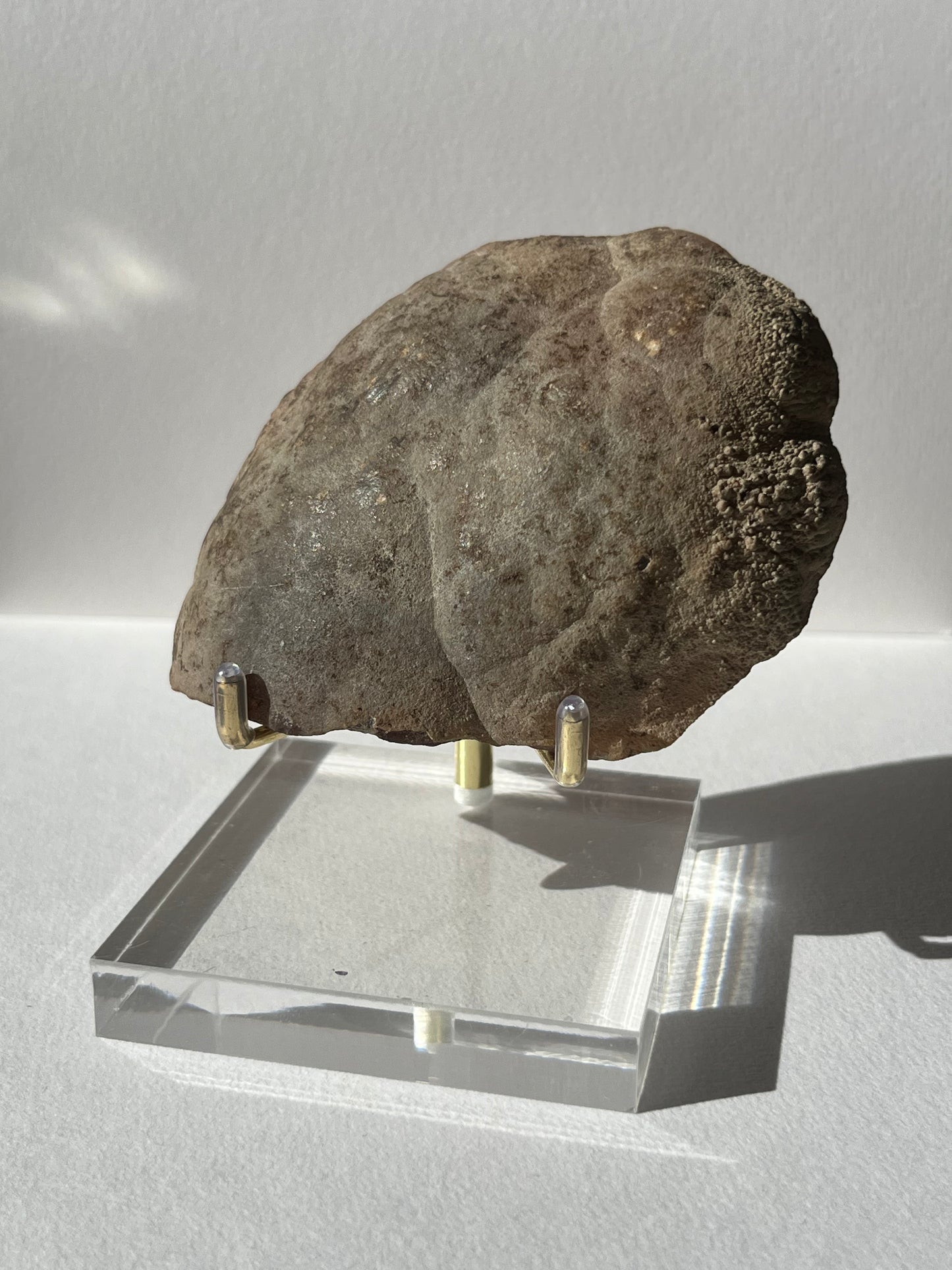 Brown Rhodochrosite Stalagmite Nodule Cross Section Specimen (Collector's Choice)