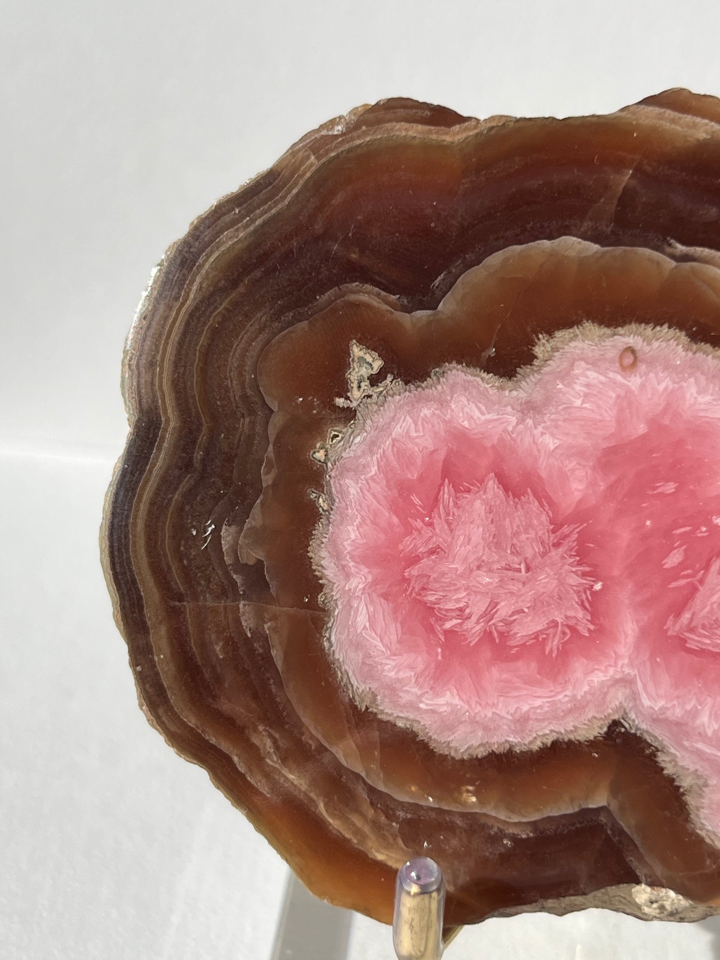 Brown Rhodochrosite Stalagmite Nodule Cross Section Specimen (Collector's Choice)