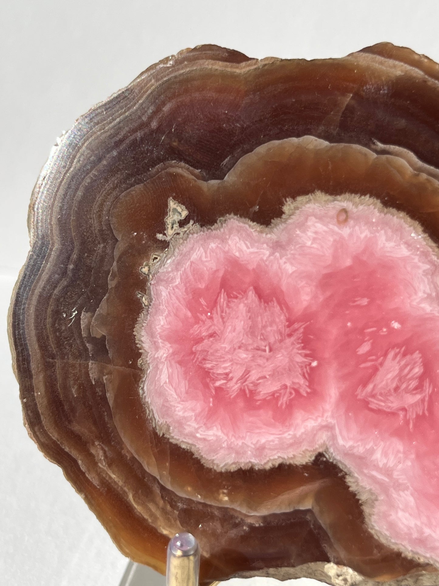 Brown Rhodochrosite Stalagmite Nodule Cross Section Specimen (Collector's Choice)