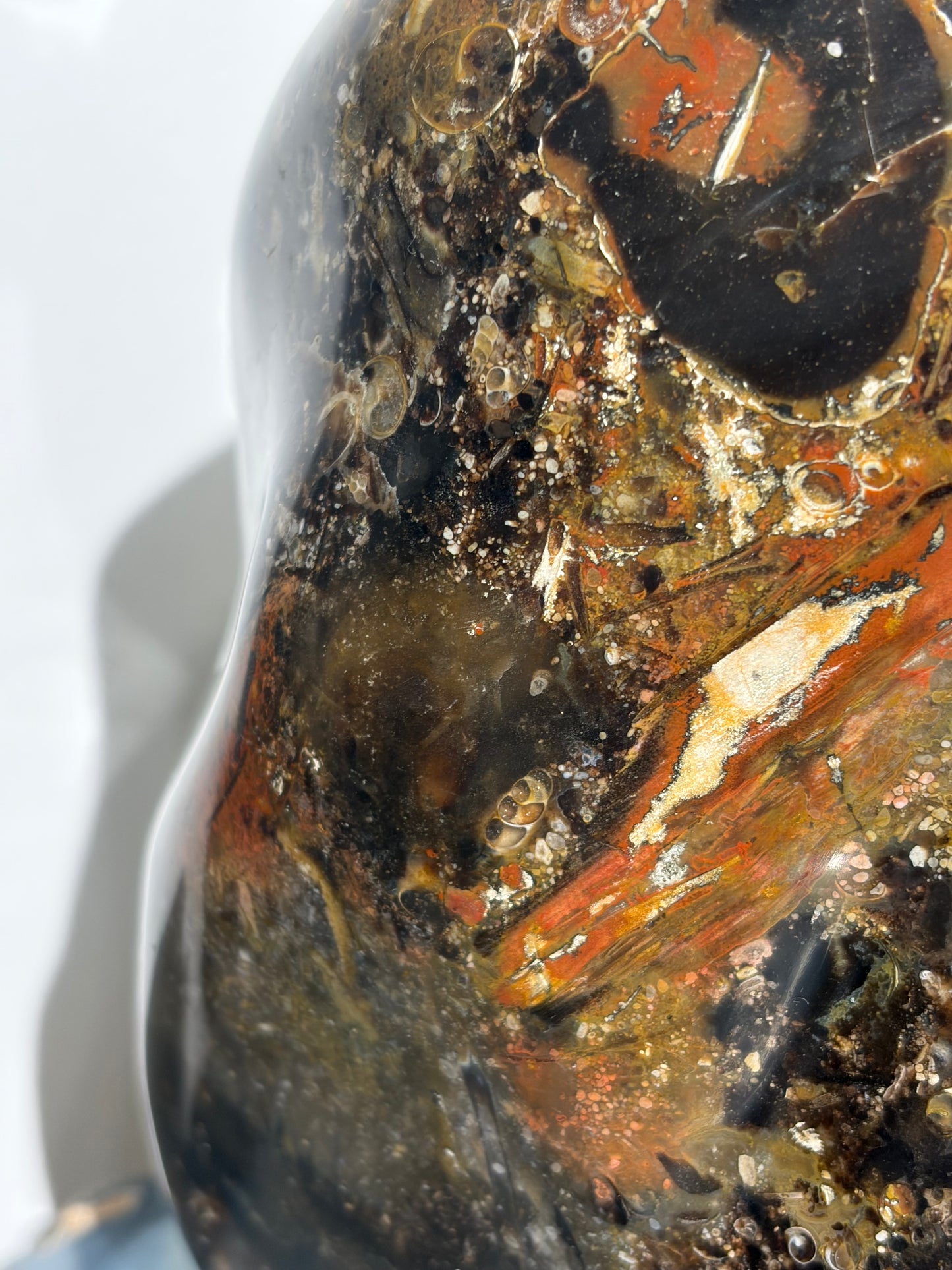 "Octavius" Polished Crinoid Fossil Freeform