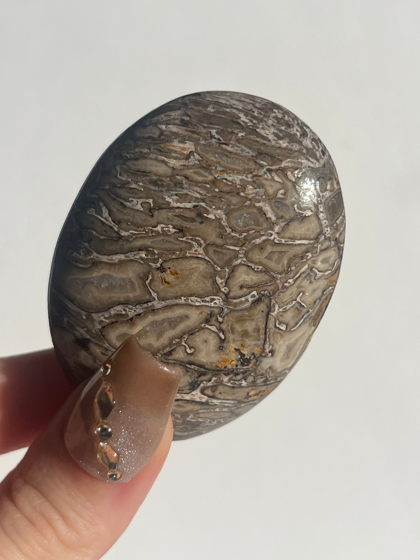 Agatised Dinosaur Fossil Palmstone A