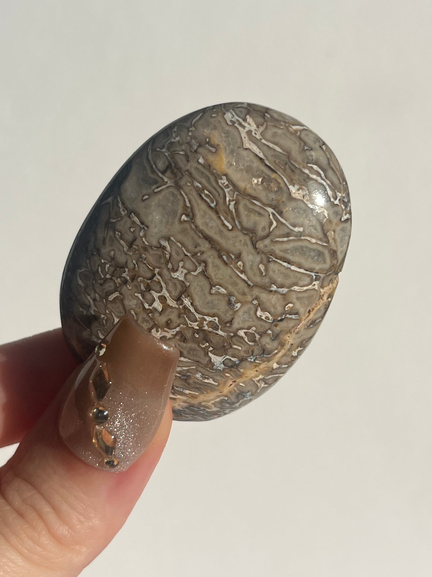 Agatised Dinosaur Fossil Palmstone B