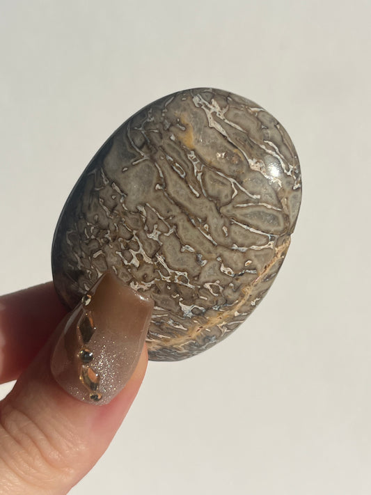 Agatised Dinosaur Fossil Palmstone B