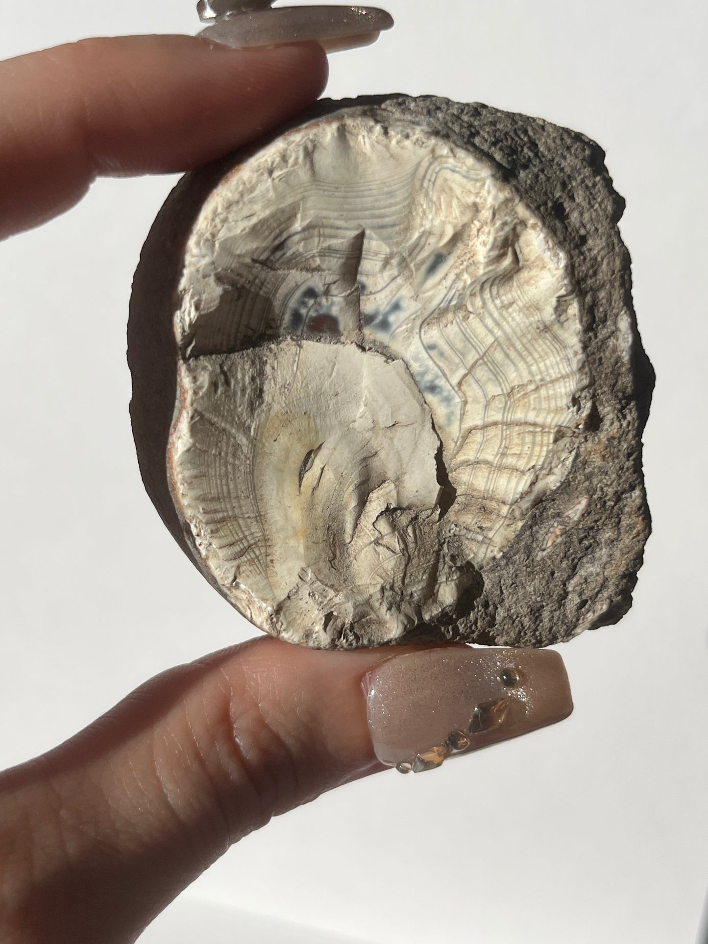 "Wise Eyes" East Indonesian Agate in Situ Host Rock Pair B (Collector's Choice)