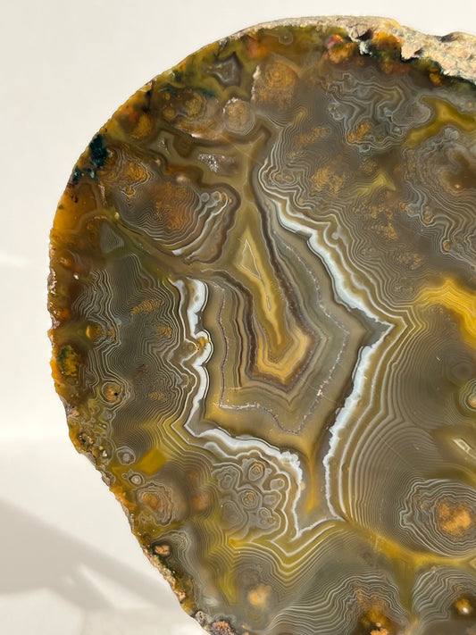 “The Kangaroo Relic” East Indonesian Agate Specimen A