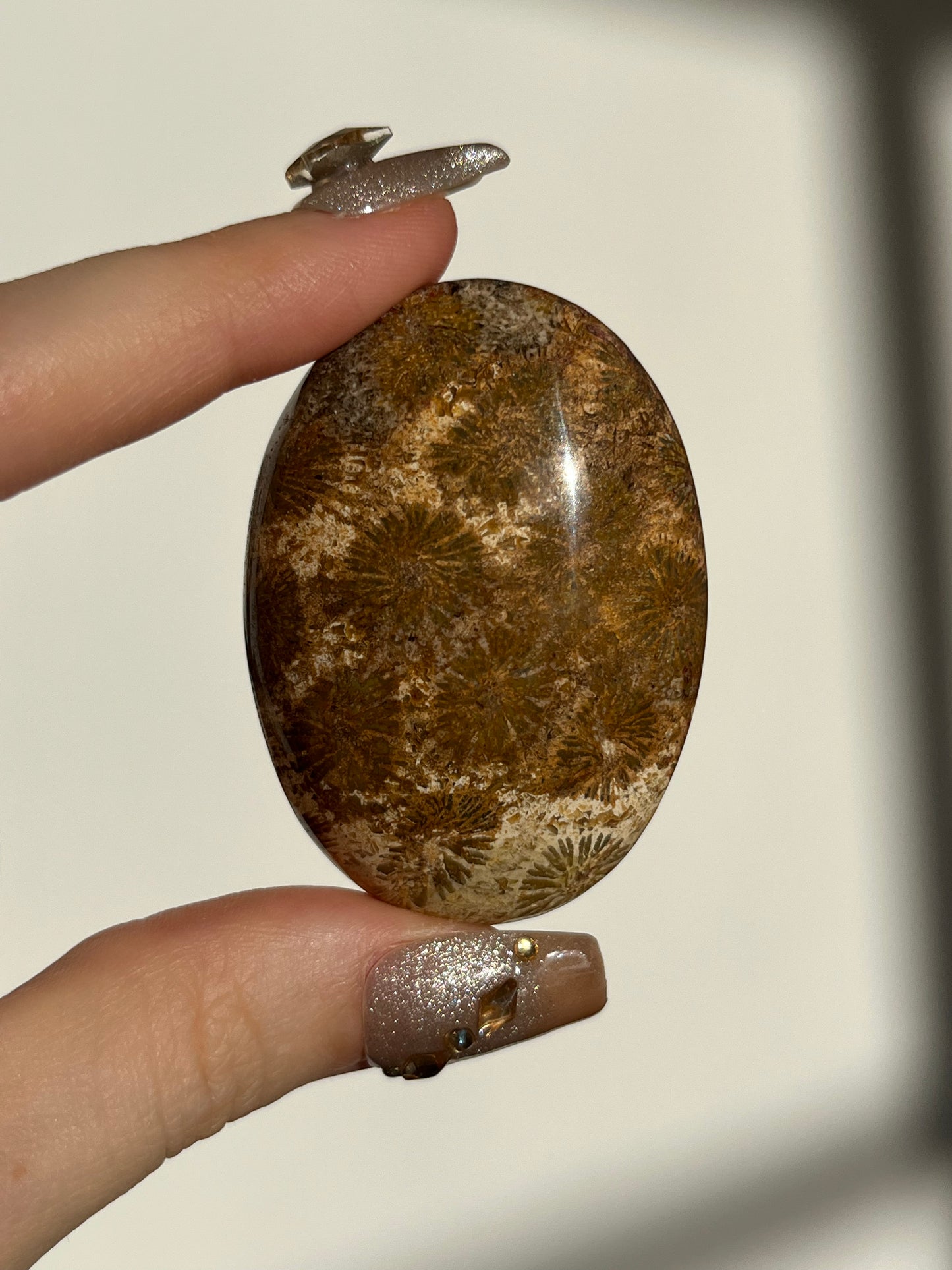 Fossiled Coral Palmstone A