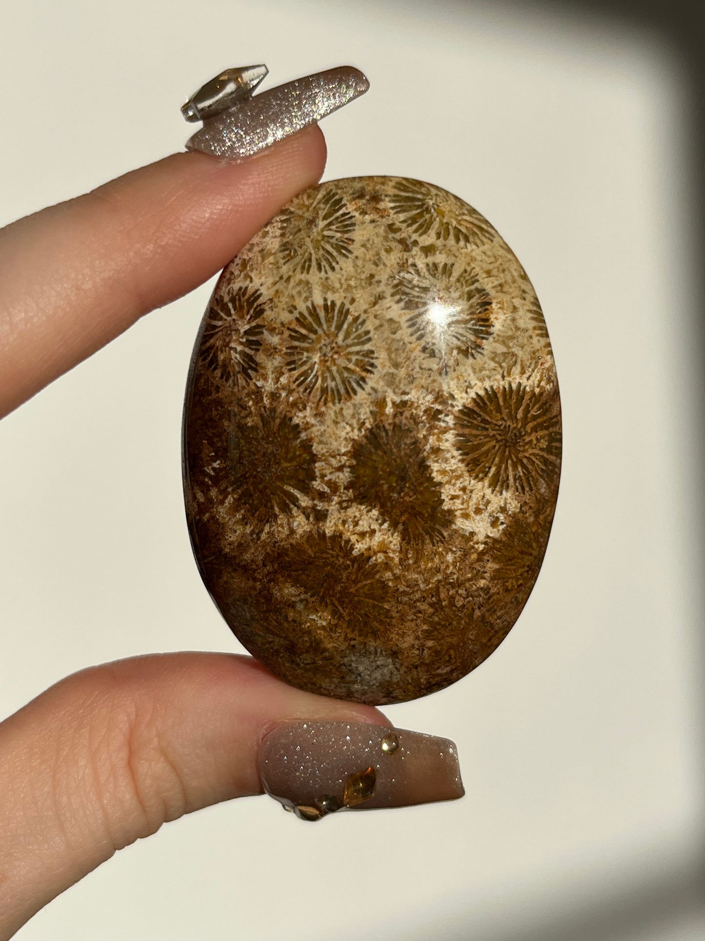 Fossiled Coral Palmstone A
