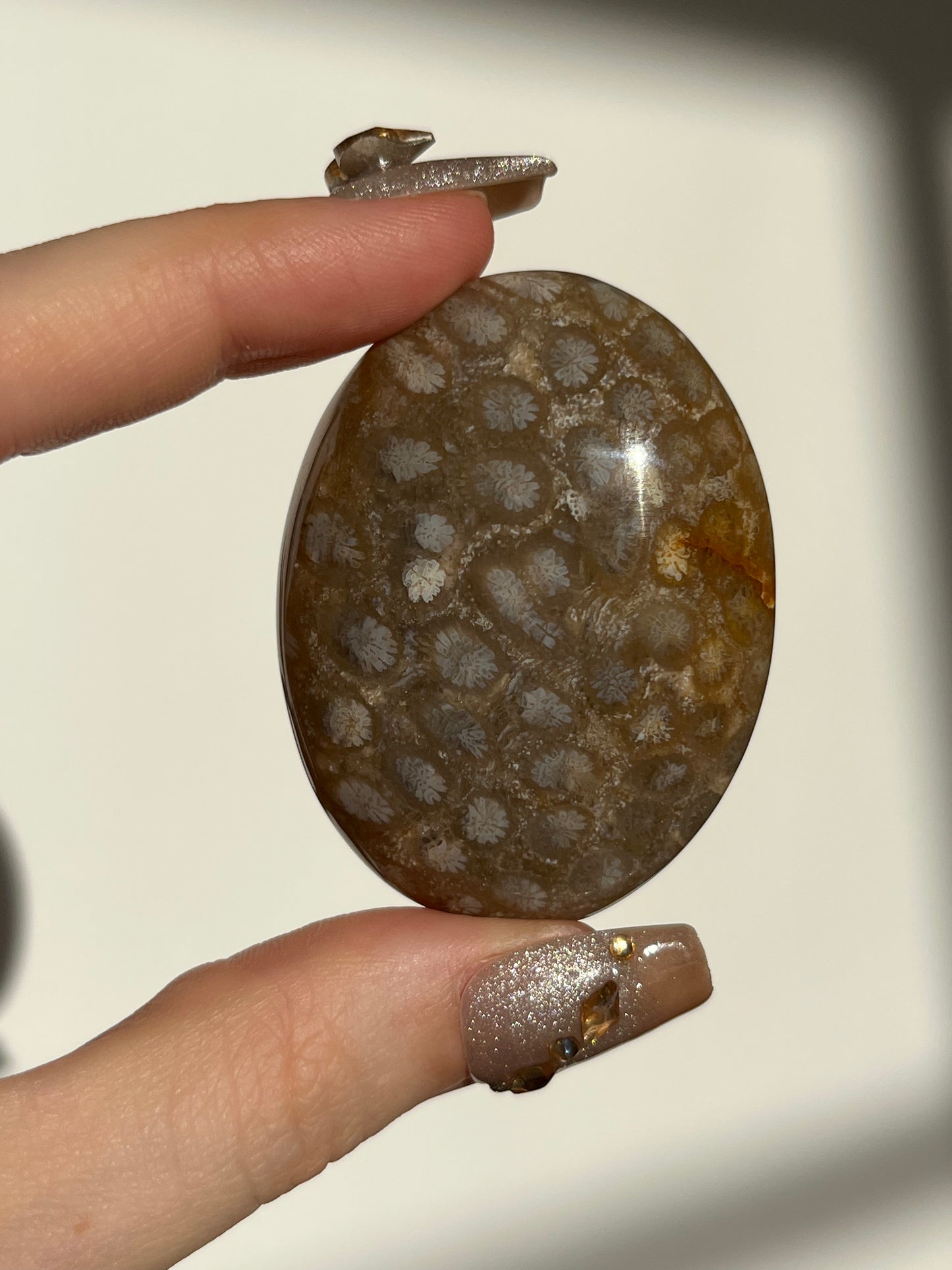 Fossiled Coral Palmstone B