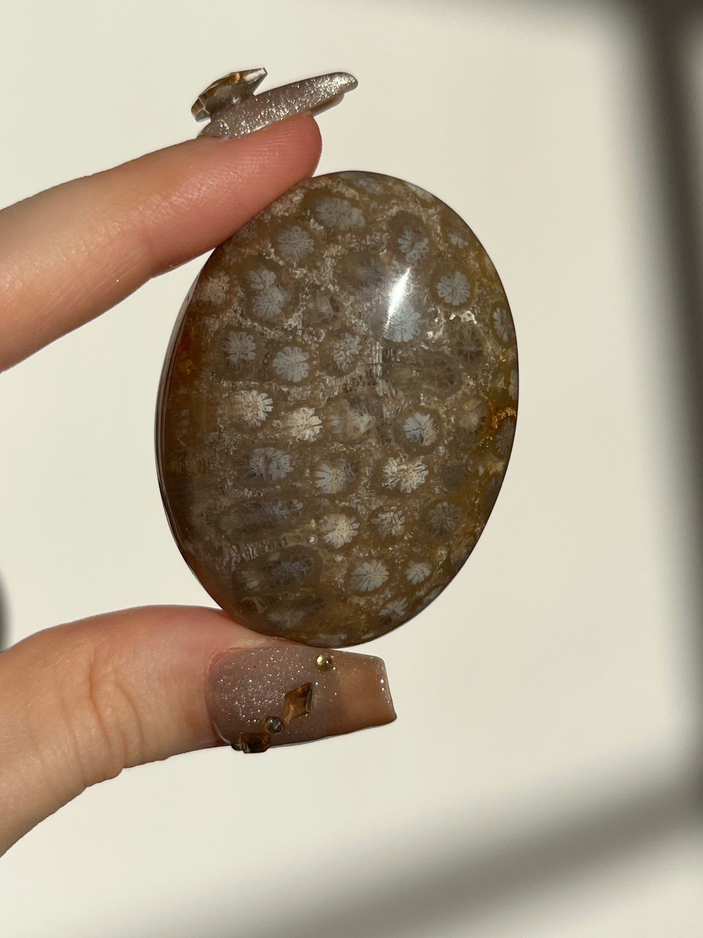 Fossiled Coral Palmstone B