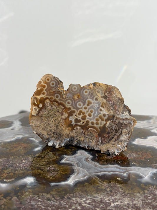 “Cosmos Aureus” Semi Polished Orbicular Nebula Agate Freeform