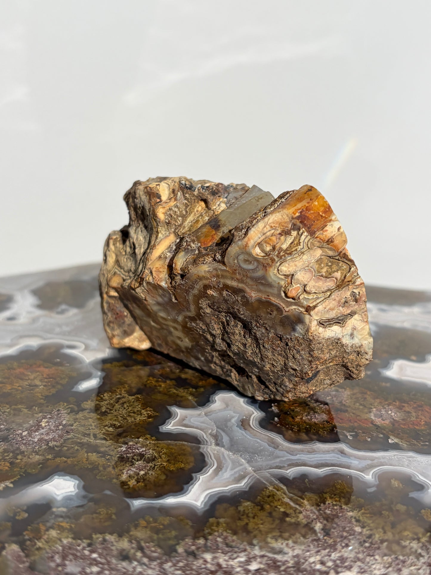 “Cosmos Aureus” Semi Polished Orbicular Nebula Agate Freeform