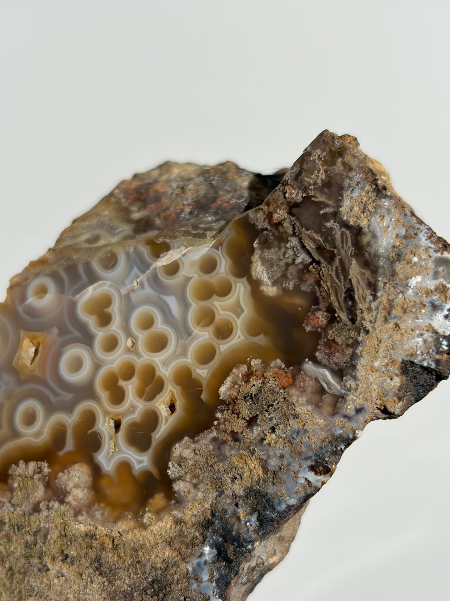 “Cosmos Aureus” Semi Polished Orbicular Nebula Agate Freeform