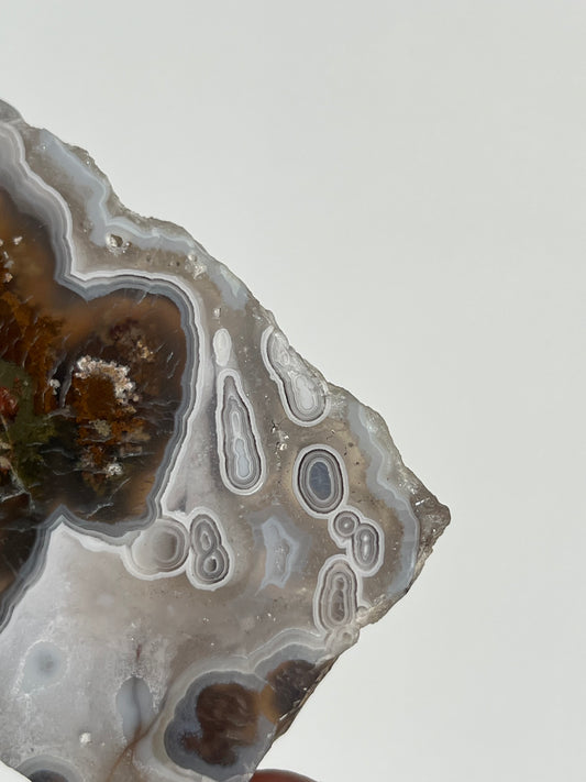 Orbicular Nebula Agate with Scenic Moss and Dendritic Inclusions Slab C