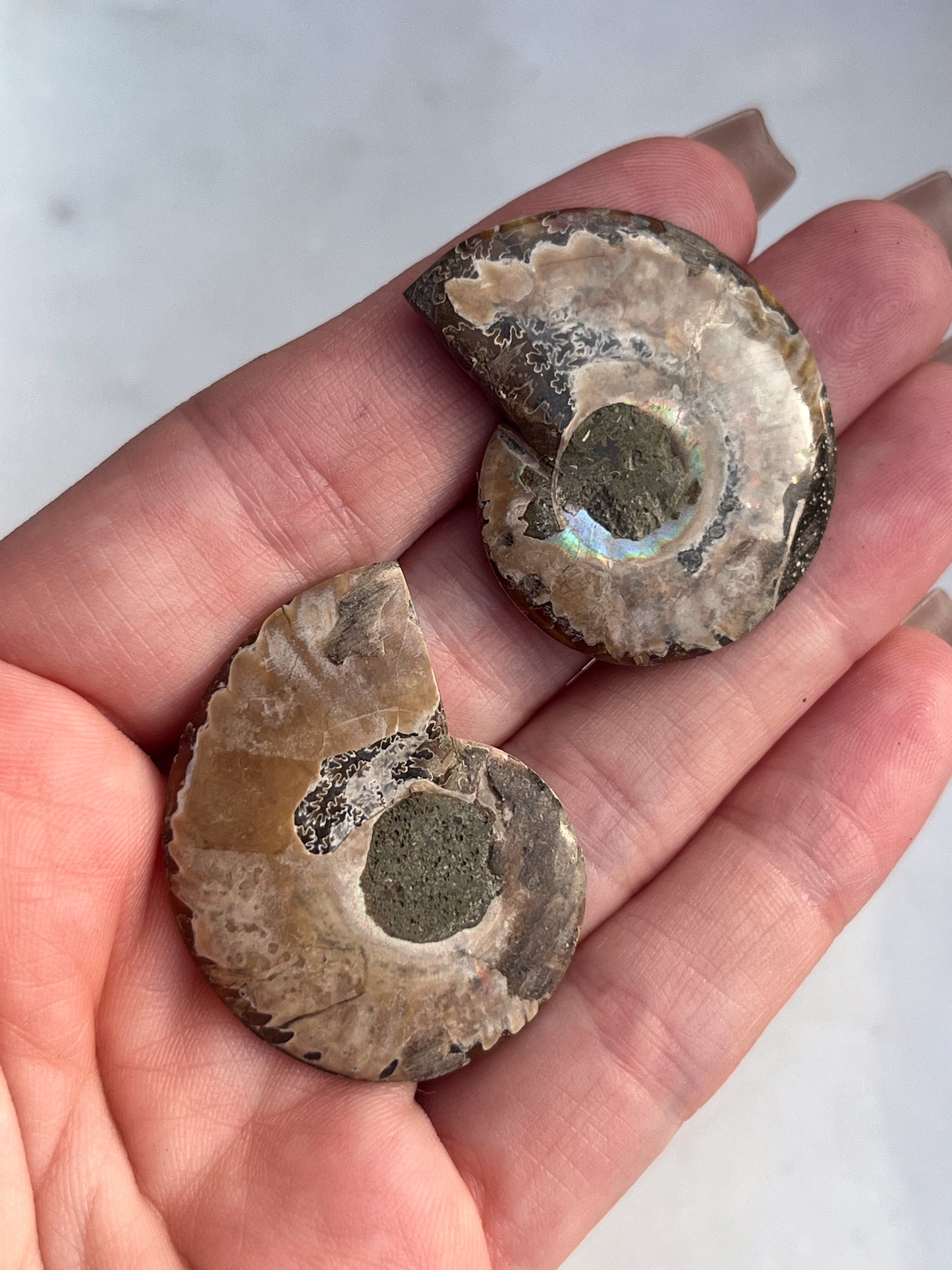 Opalised Ammonite Fossil with Abalone Shell Pair #1