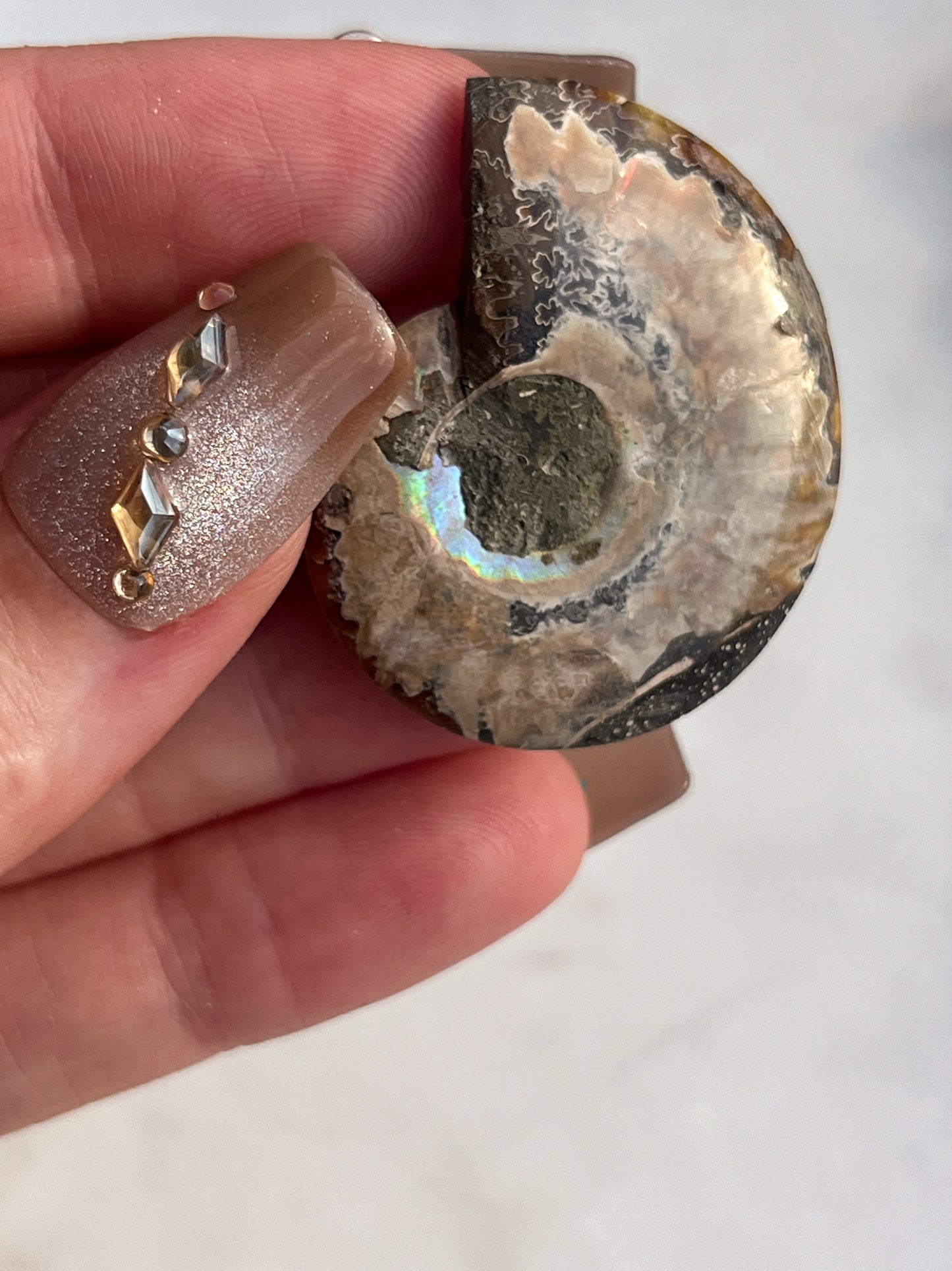 Opalised Ammonite Fossil with Abalone Shell Pair #1