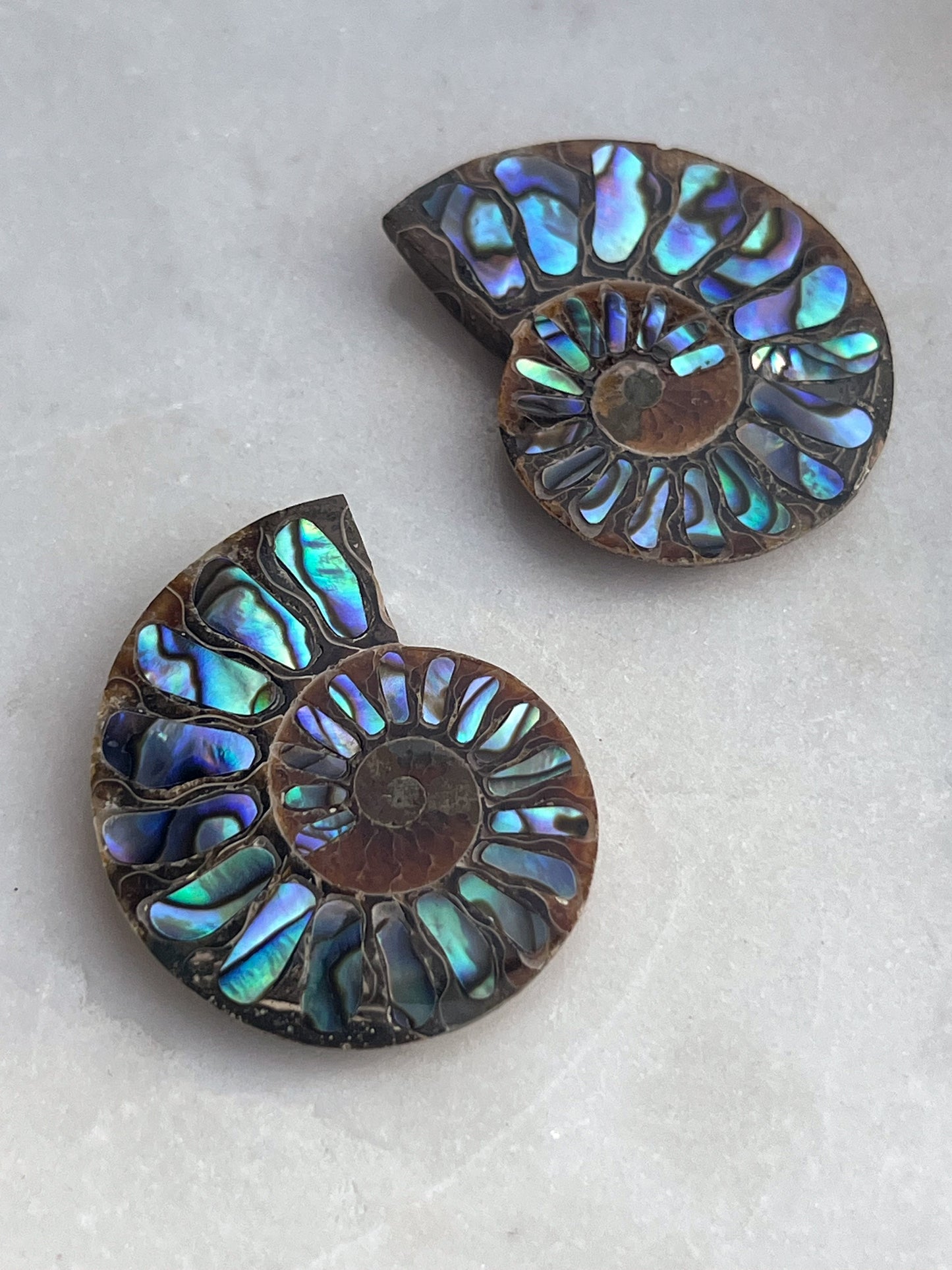 Opalised Ammonite Fossil with Abalone Shell Pair #1