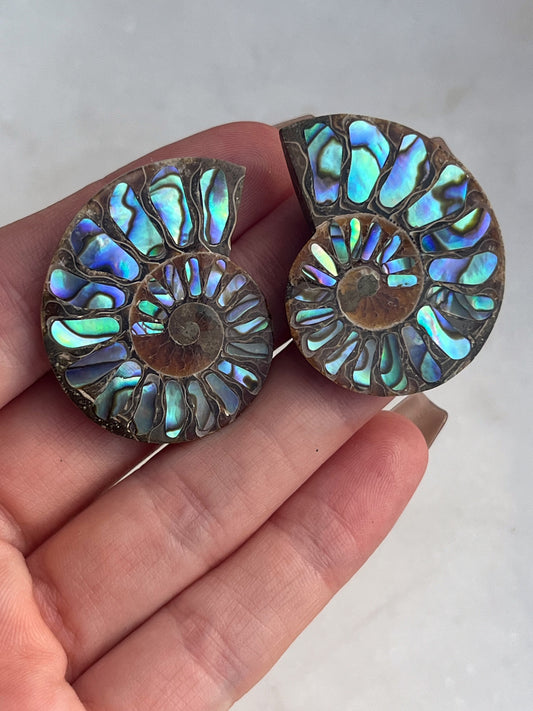 Opalised Ammonite Fossil with Abalone Shell Pair #1