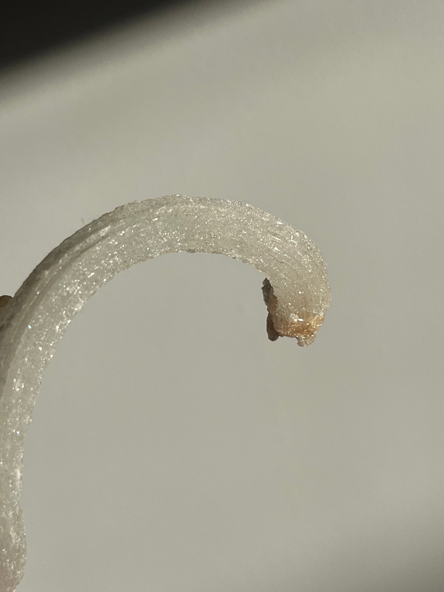 Selenite Horn Specimen D