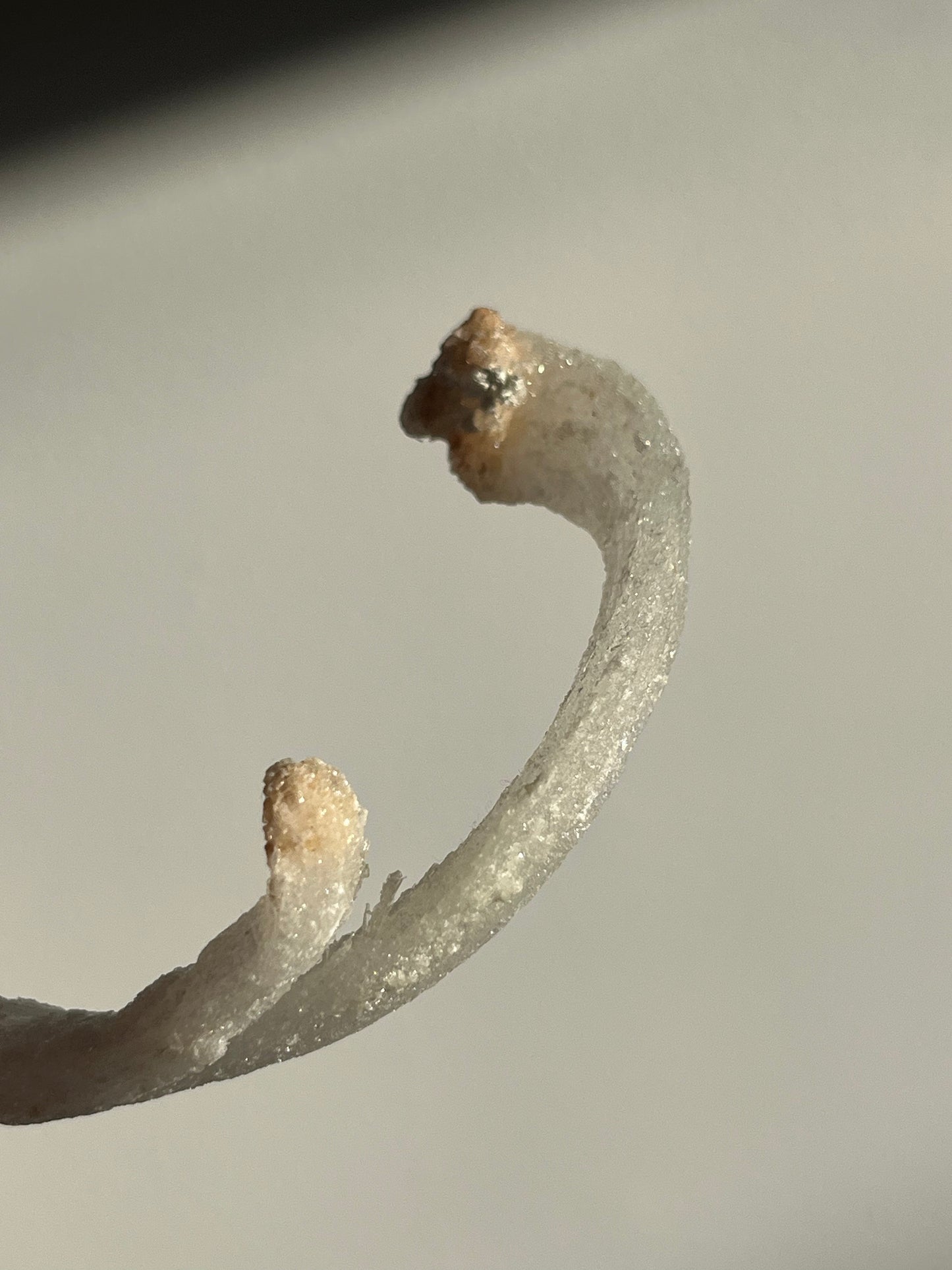Selenite Horn Specimen D