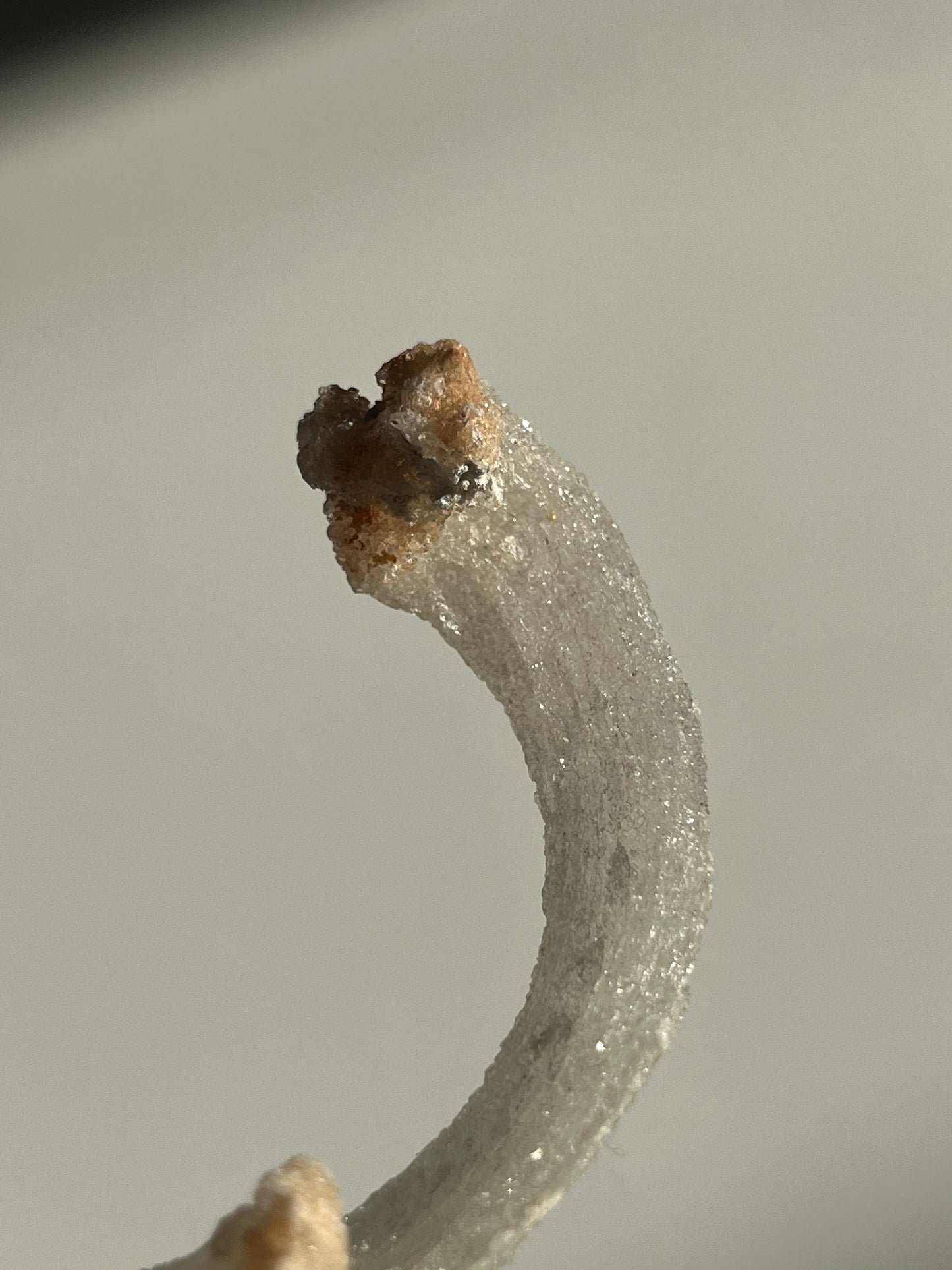 Selenite Horn Specimen D